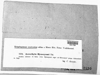 Image Associated With the Occurence